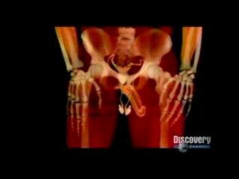 Absolute Z. reccomend Discovery anatomy of sex inside video
