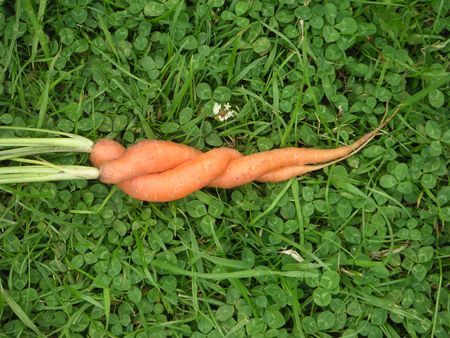 Erotic pictures of fruits and vegetables