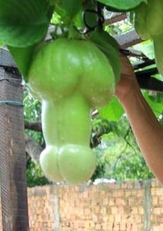 Erotic pictures of fruits and vegetables