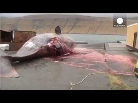 Shadow reccomend Exploding sperm whale in taiwan