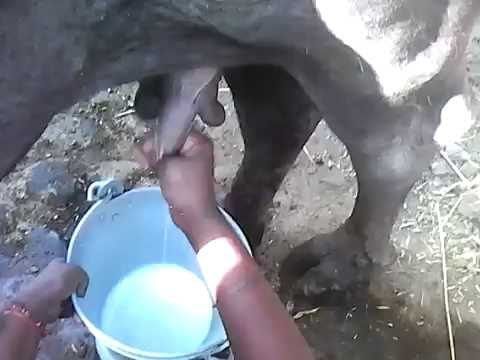 Boob milking videos