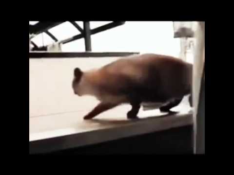 Funny video of cat jumping off ledge