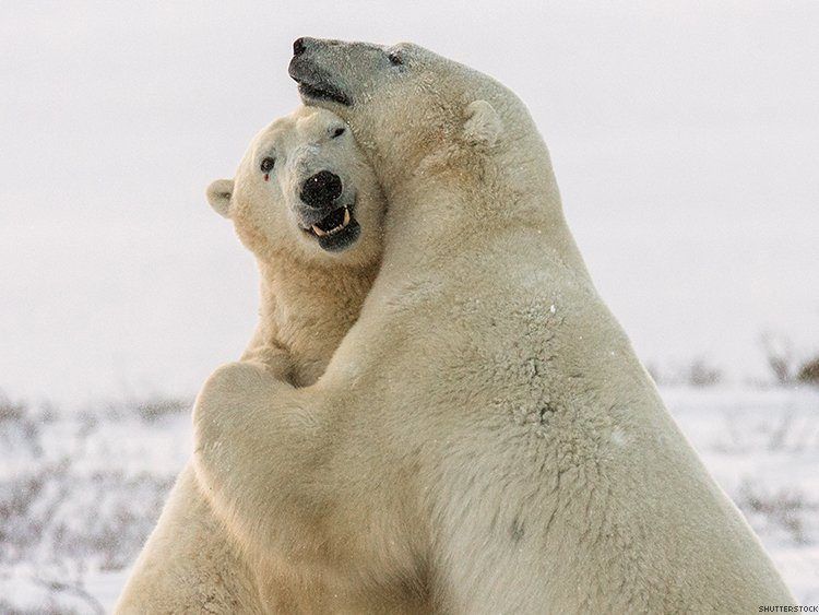 Drum reccomend Gay polar bear week