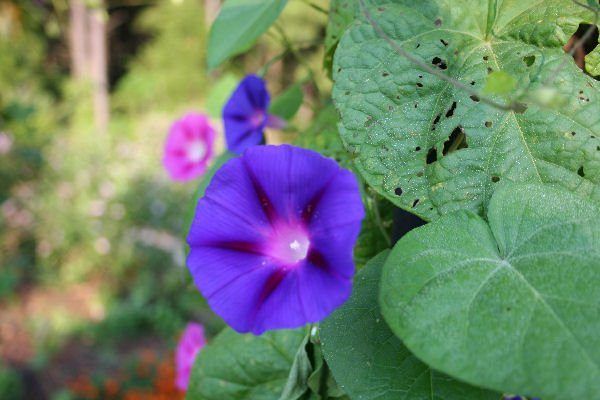 Cartier reccomend Hole in leaves morning glory