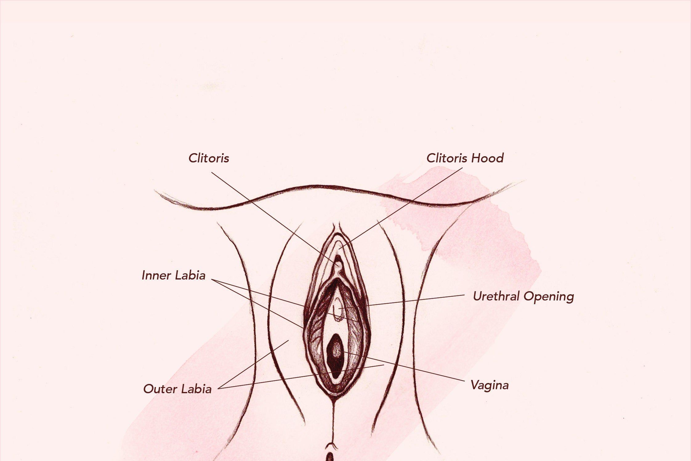 best of On a to virgin the find clitoris How