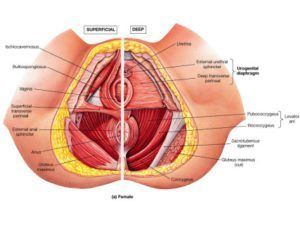 Human anatomy orgasm