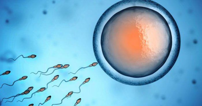 best of Discovery the sperm Journey of