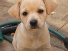 best of Chihuahua Lab mix and