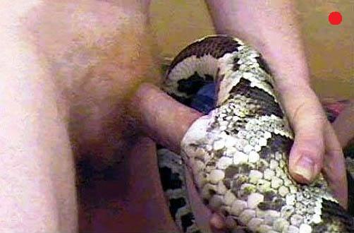 Snake in vagina sex