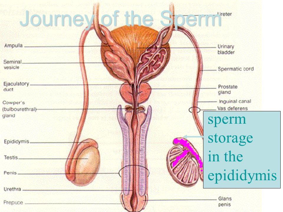 best of Where is Organ stored sperm