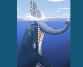 best of Teeth sentence whale Sperm