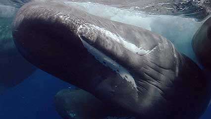 Viper reccomend Sperm whale teeth sentence