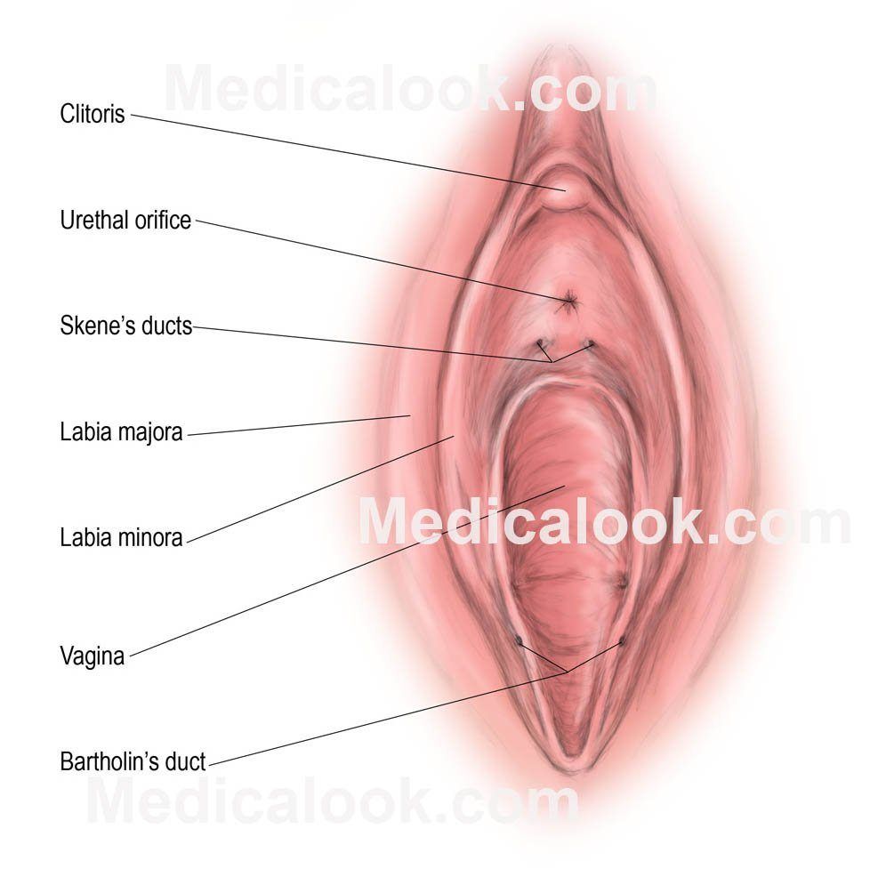 best of Vulva Vagina labia