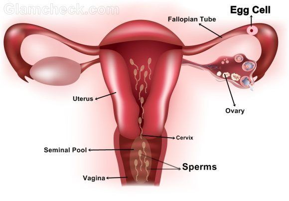 Vulva pictures with semen