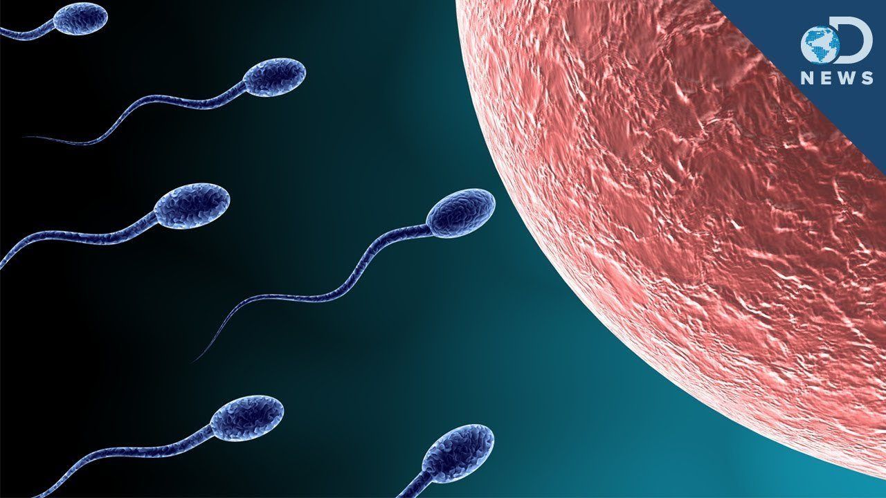 best of The Which most produces sperm race